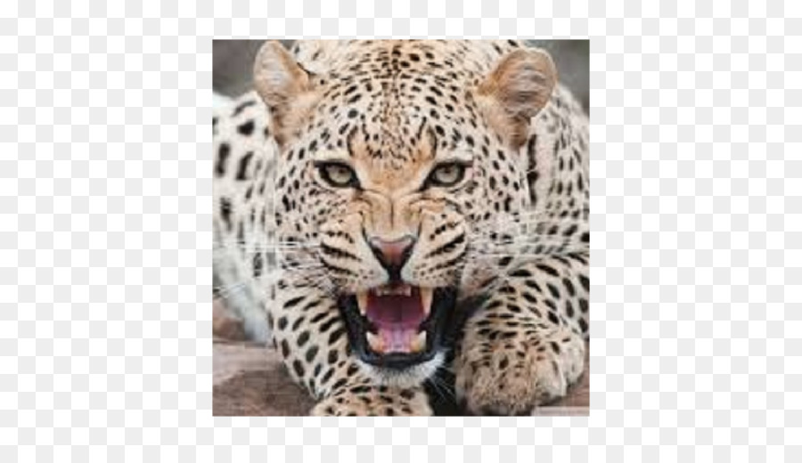 леопард，кошка PNG