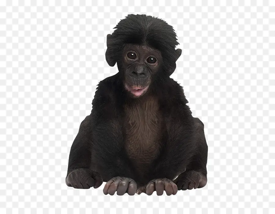 мандрил，Bonobo PNG