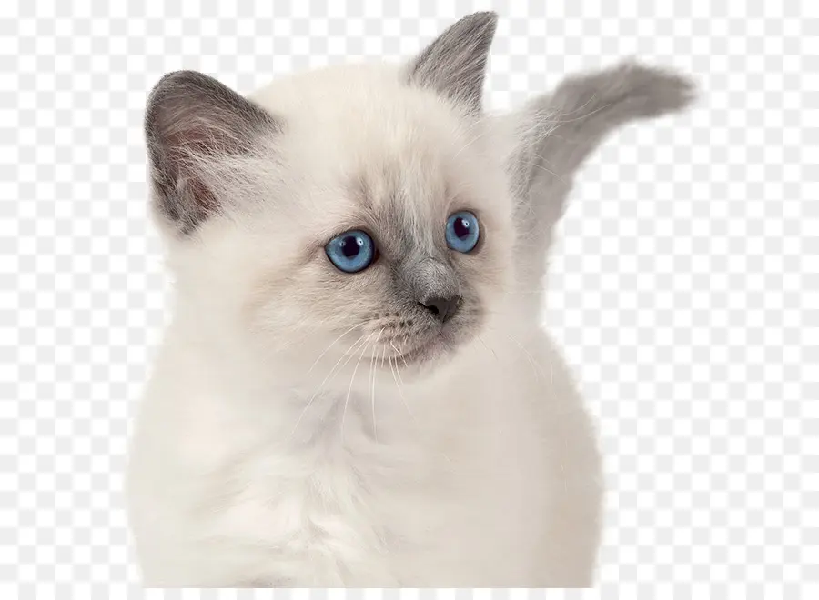 котенок，кот PNG