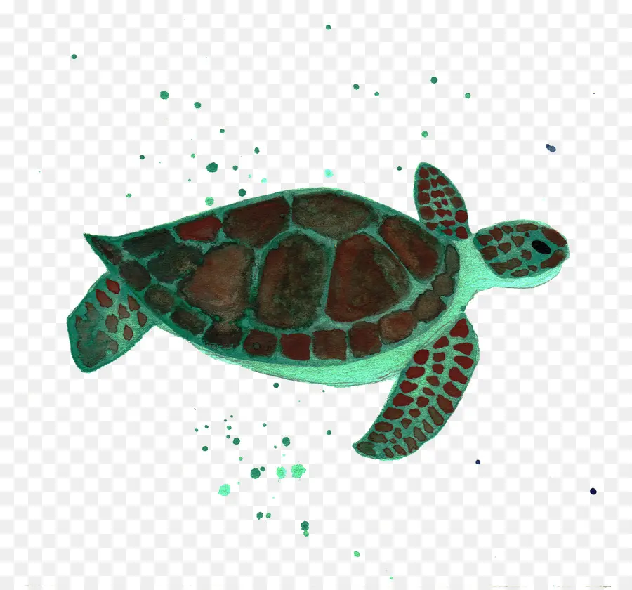 головастая морская черепаха，черепаха PNG