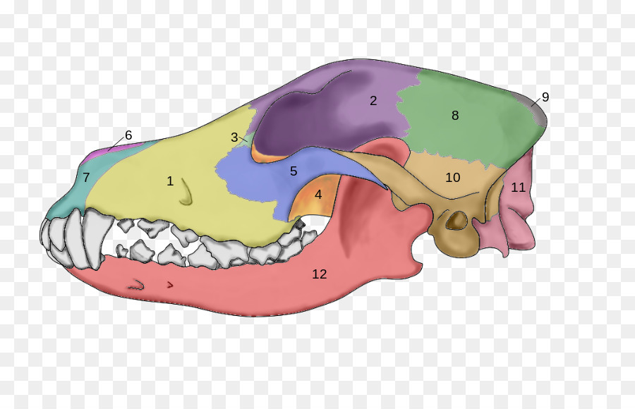 Череп собаки рисунок строение
