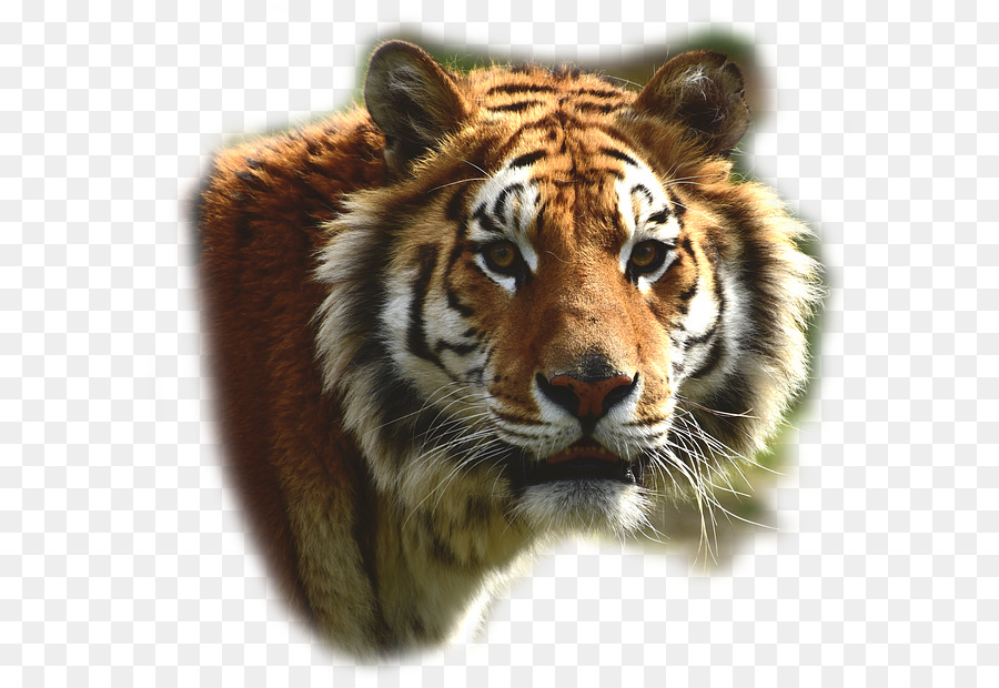 кошачьих，бенгальский тигр PNG