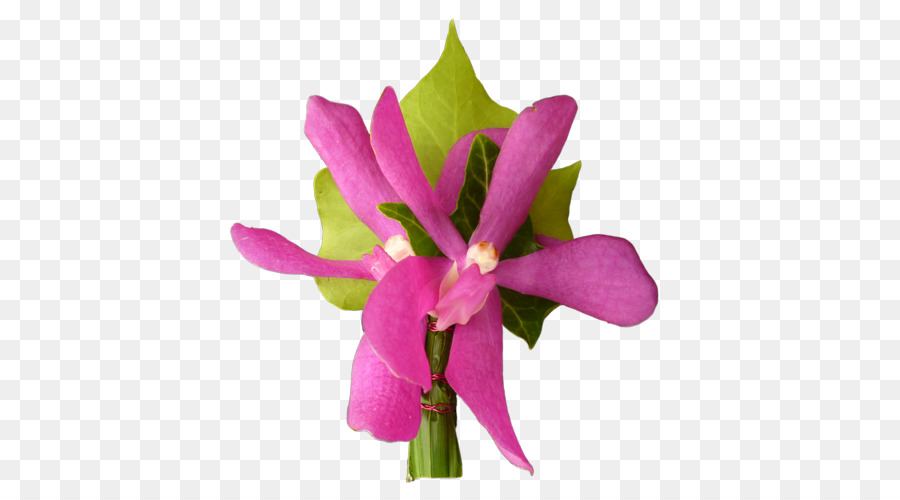 Cattleya орхидеи，срезанные цветы PNG