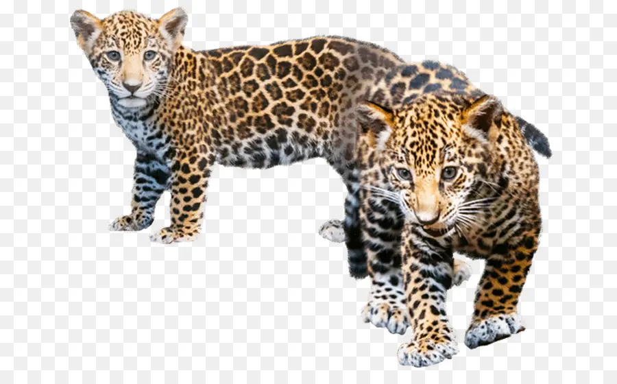 Ягуар，леопард PNG
