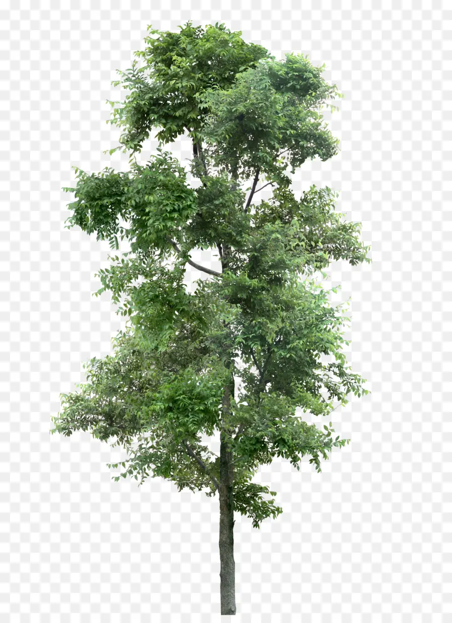 лиственница，дерево PNG