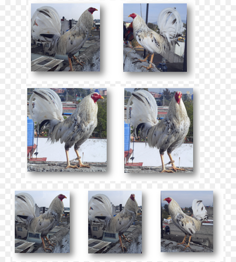 петух，у Gamecock PNG