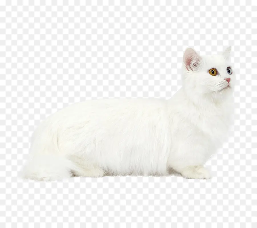 бурмилла，манчкин кошка PNG