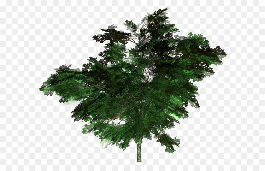 пихта，дерево PNG