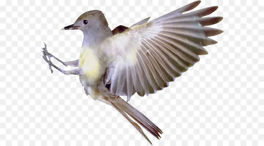птица，зяблик PNG