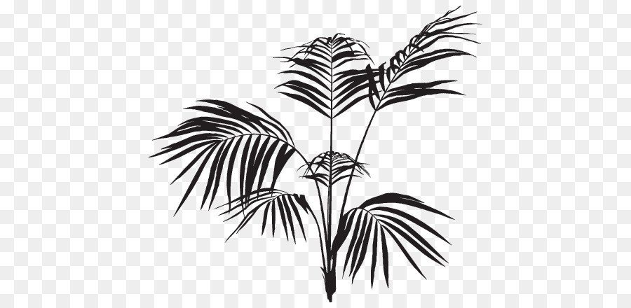 свободно Arecaceae, фронд, пальмовая ветвь прозрачное изображение.