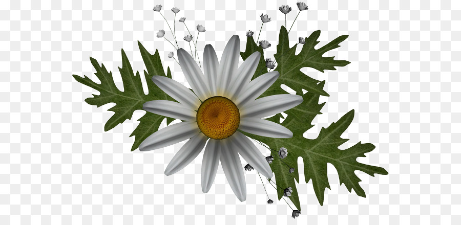 Oxeye Дейзи，вин PNG