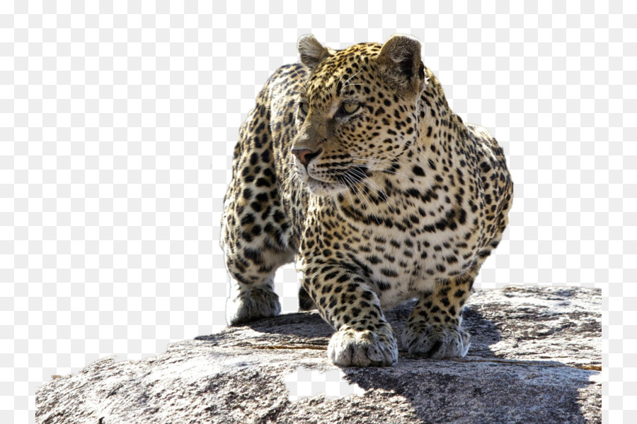 национальный парк Крюгера，леопард PNG