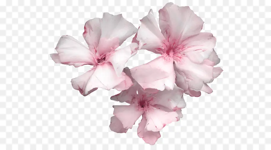 Азалия，цветок PNG