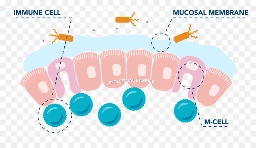 тонкой кишки，микроскладкой клетки PNG
