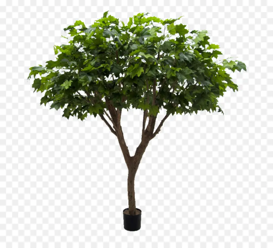 шеффлера Arboricola，дерево PNG
