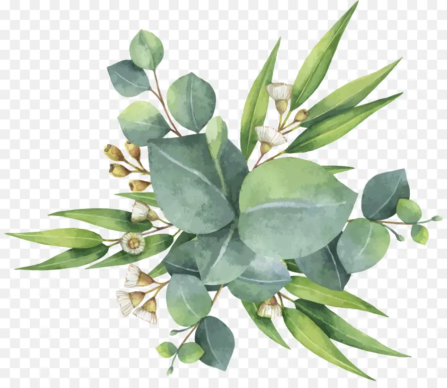 эвкалиптовое Polyanthemos，акварельная живопись PNG
