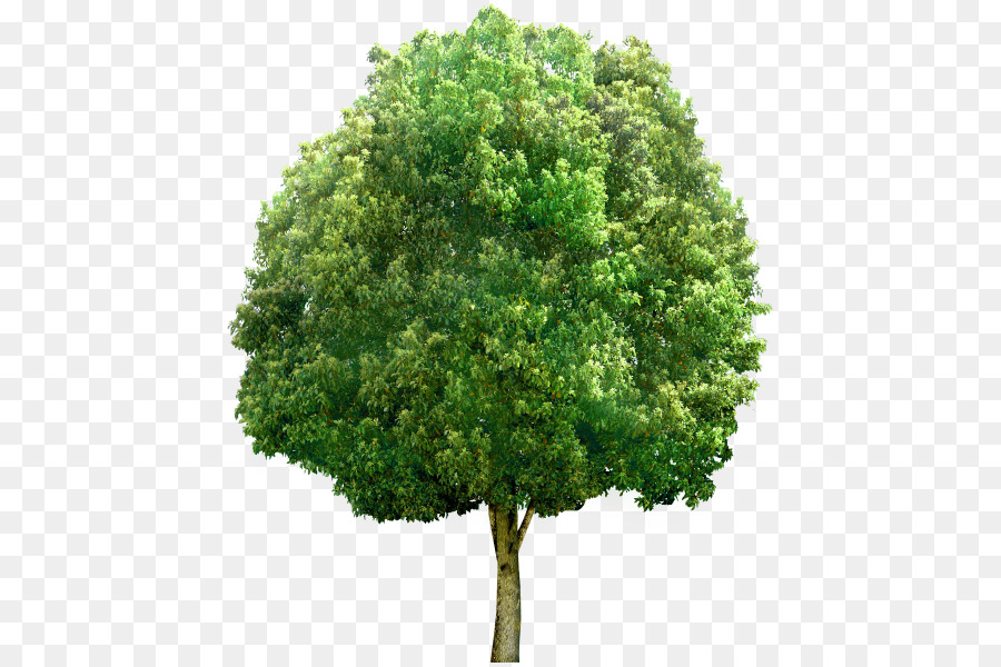 дерево，стоковая фотография PNG