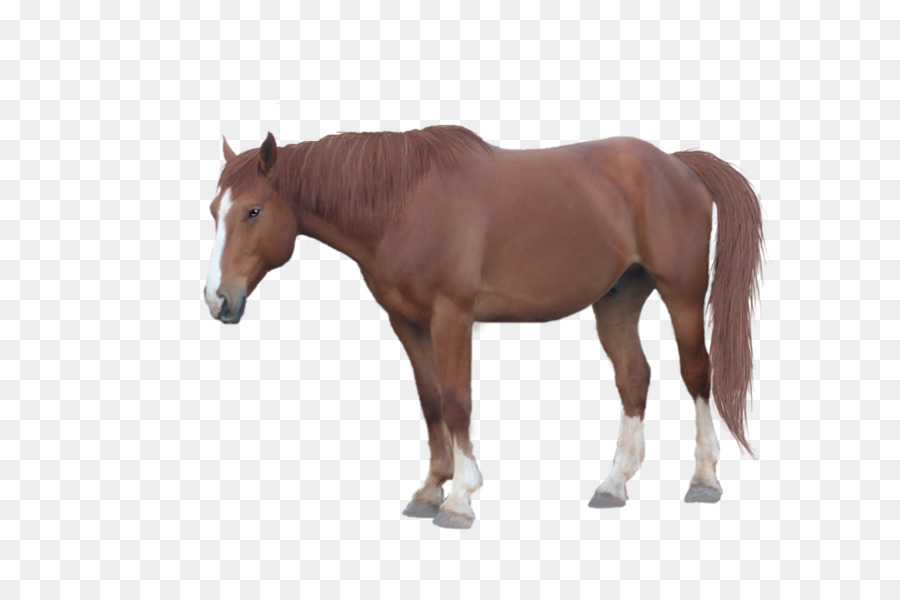 лошадь，жеребенок PNG