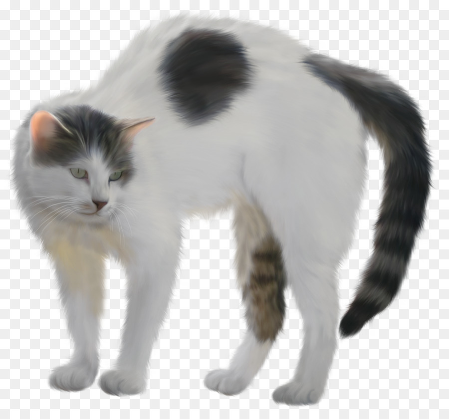 котенок，Ван кошка PNG