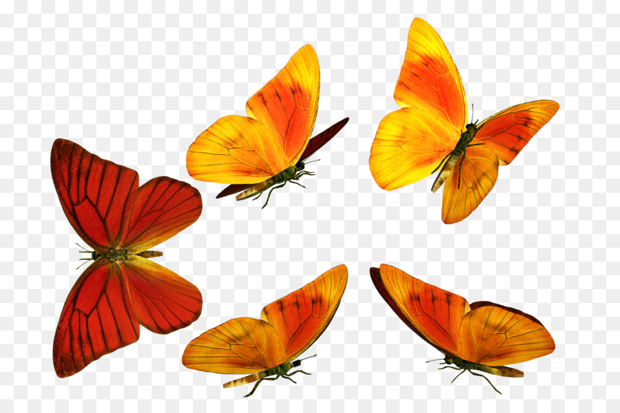 бабочка монарх，к описанию Colias PNG
