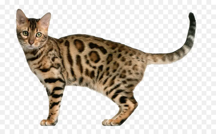 бенгальская кошка，котенок PNG
