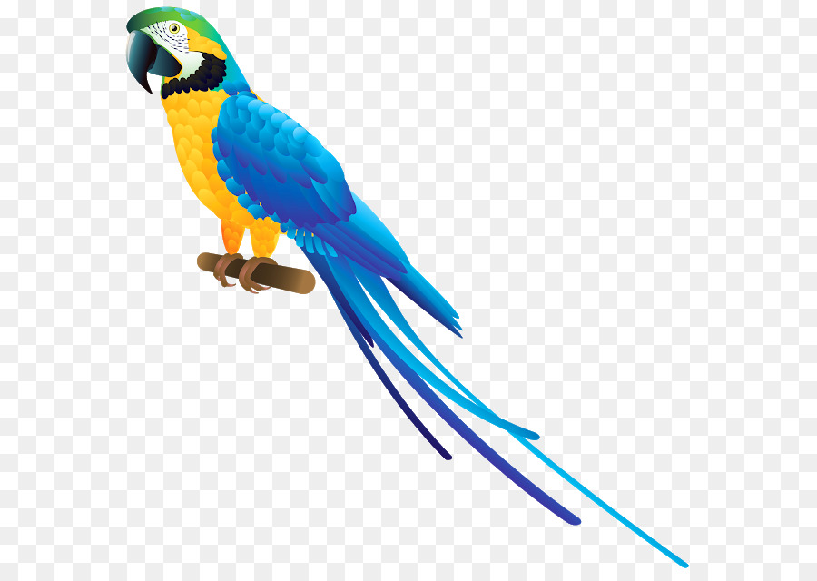 птица，Ара PNG