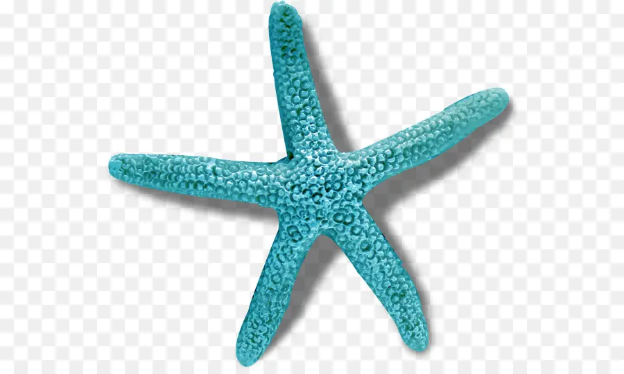 морская звезда，Crownofthorns звезды PNG