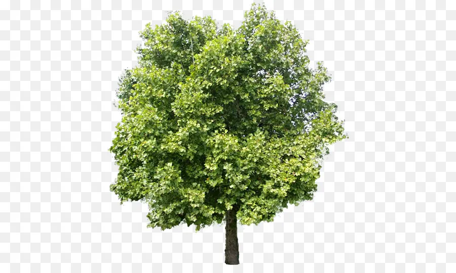дерево，элементы Adobe фотошоп PNG