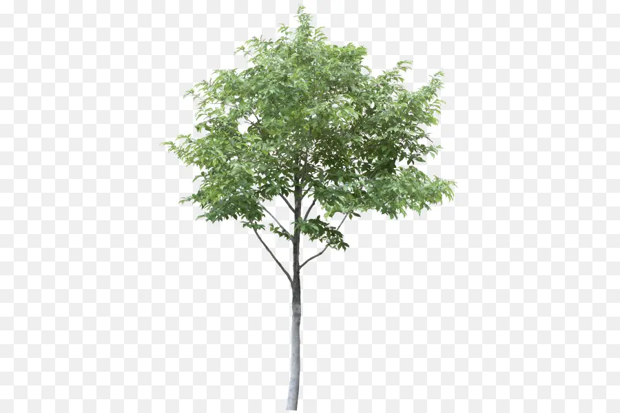 Дерево，рисунок PNG