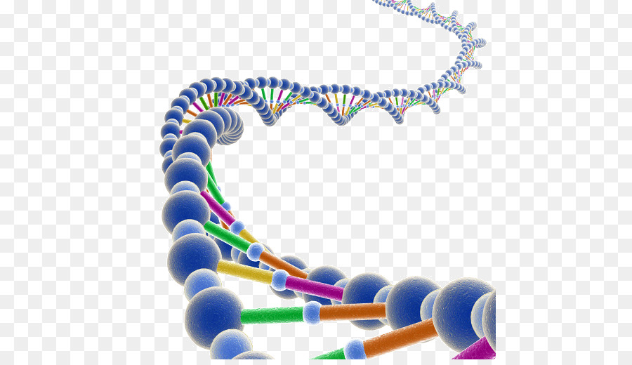Молекула днк картинки для презентации