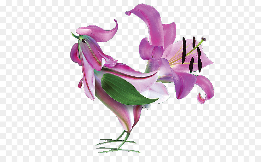 петух，цветок PNG