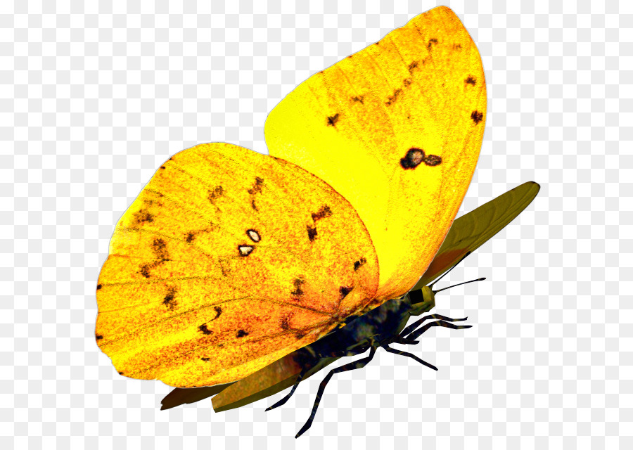 Лимонница желтая бабочка сидит. Жёлтая бабочка. Желтая бабочка на прозрачном фоне. Желтая бабочка на белом фоне. Оранжевая бабочка на белом фоне.