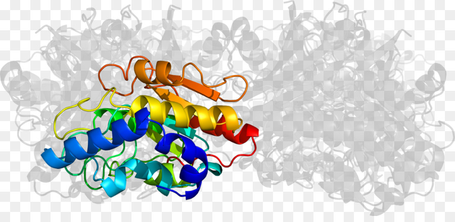 Структура белка，молекула PNG