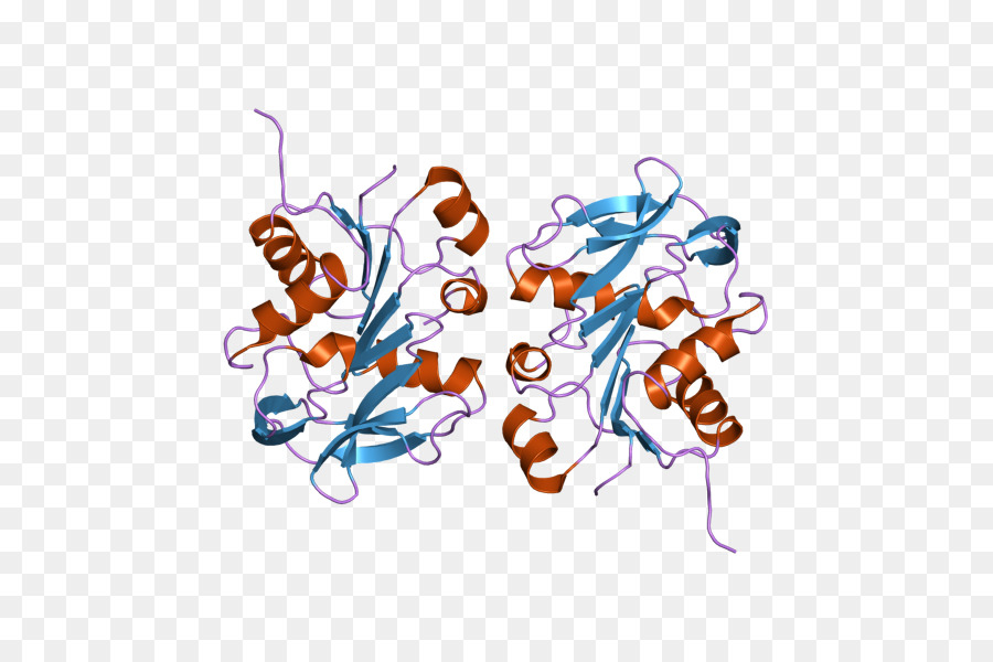 Структура белка，Молекула PNG