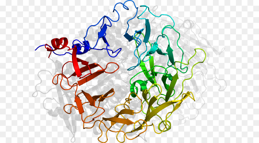 структура белка，молекула PNG