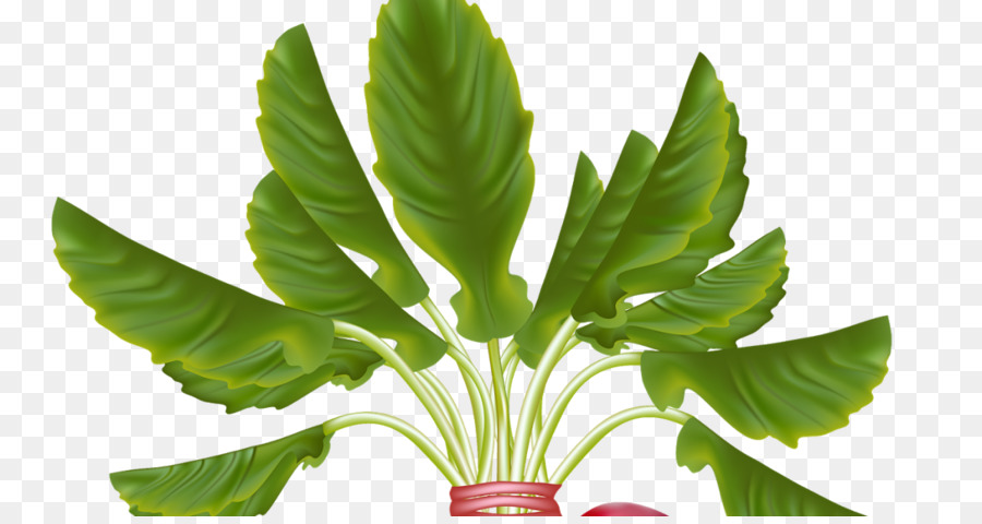 дайкон，овощ PNG