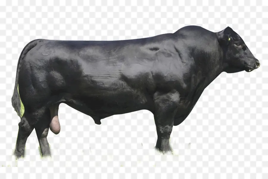Ангус крупного рогатого скота，Brangus PNG