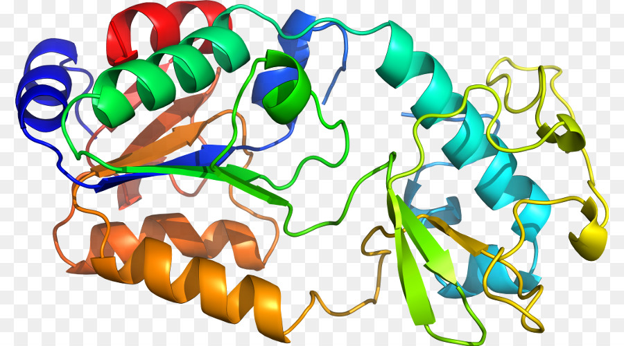 Структура белка，молекула PNG