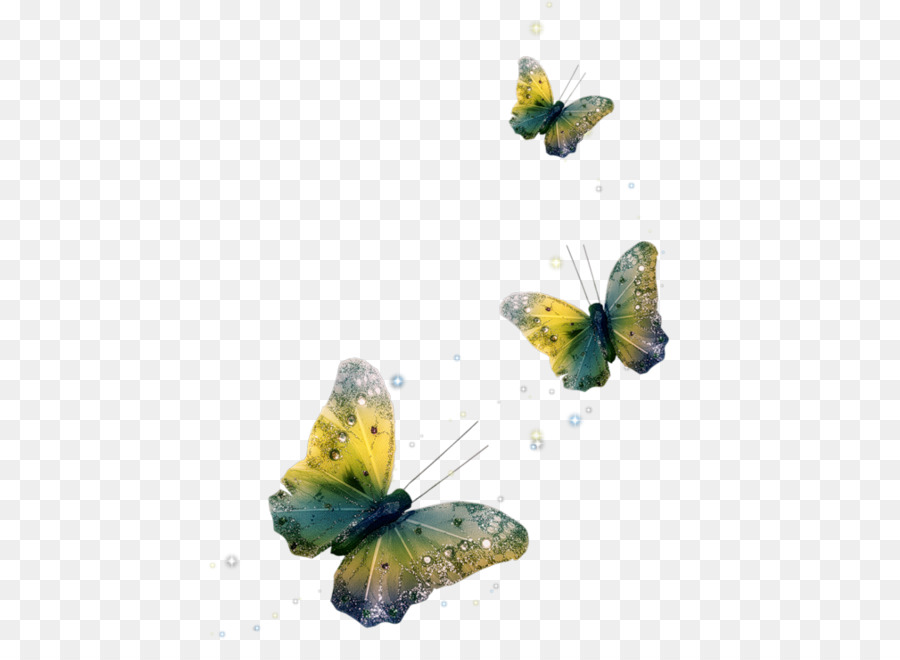 бабочка，Photoscape PNG