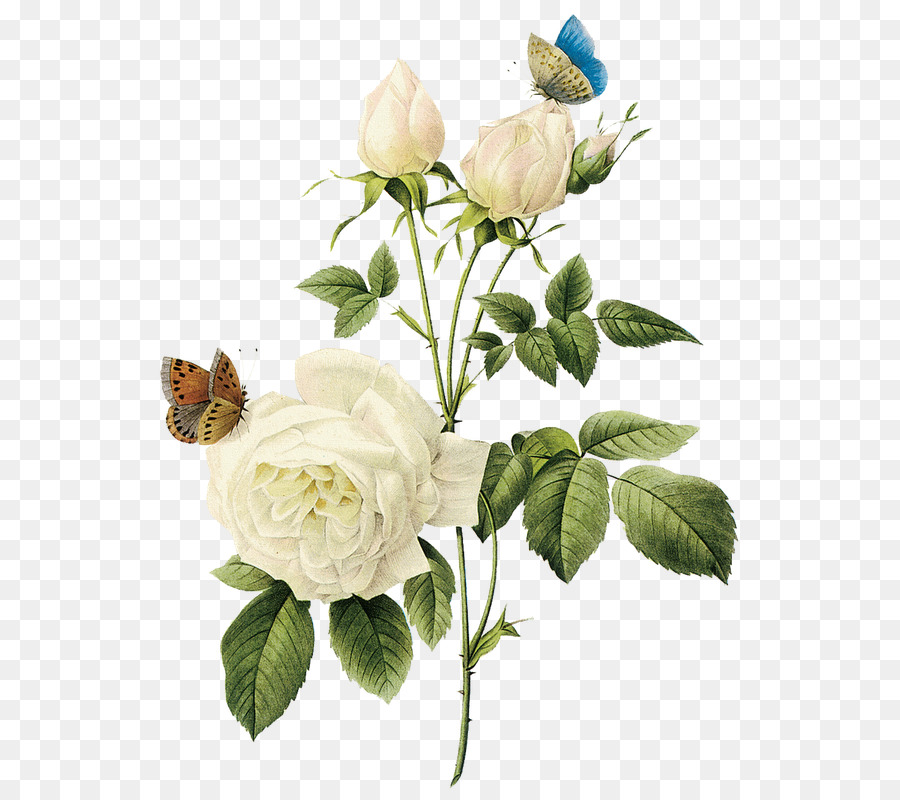 роза，разрешение изображения PNG