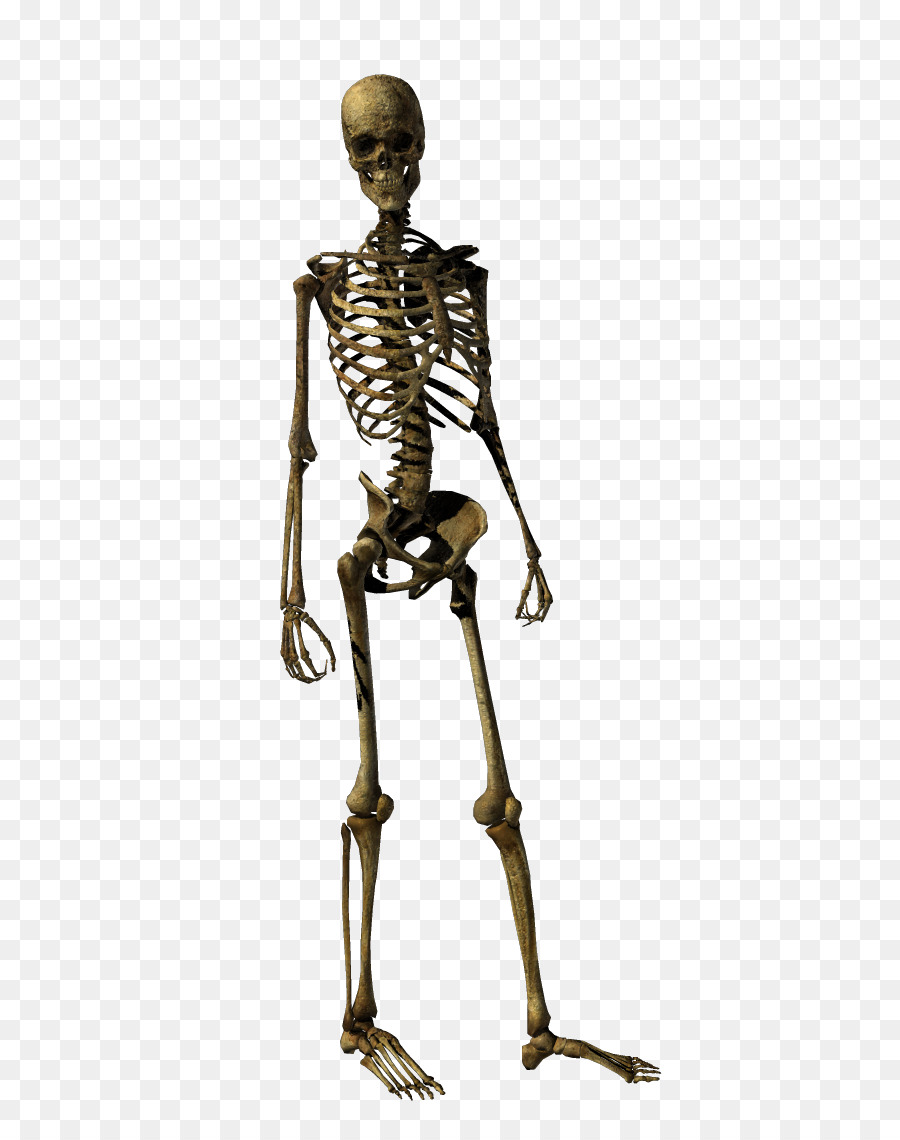 Прямо на скелет. Человеческий скелет. Скелет в полный рост. Скелет человека в полный рост. Фотографии скелета человека.