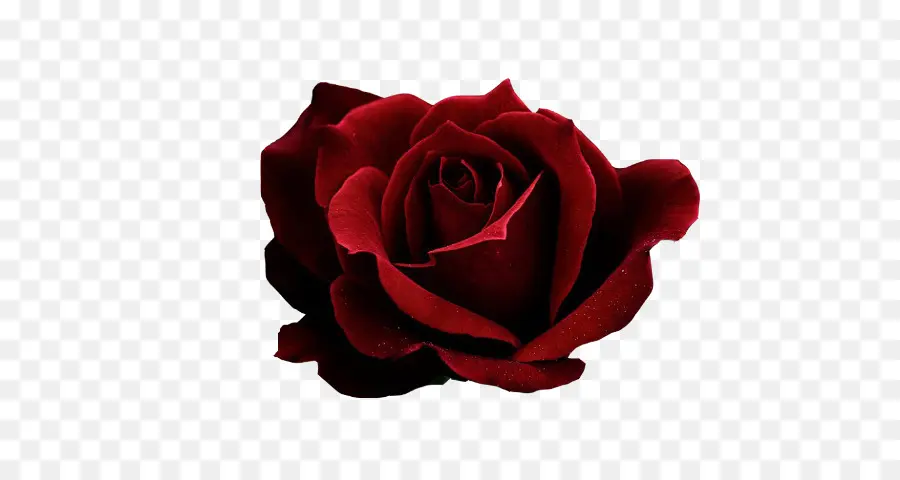 сад роз，красный PNG