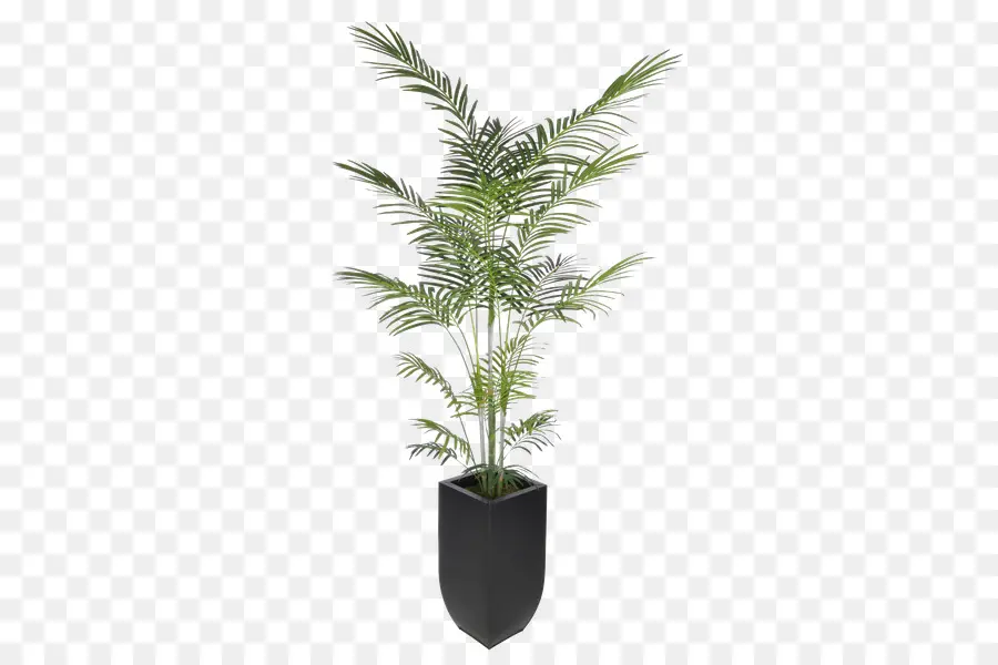 Arecaceae，арековая Пальма PNG
