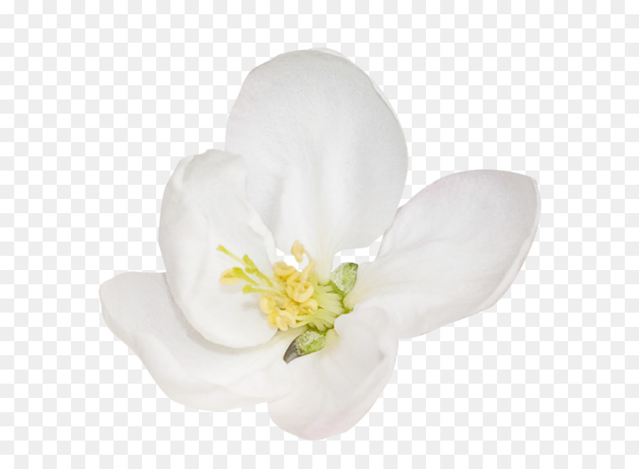 мотылек орхидеи，орхидеи PNG