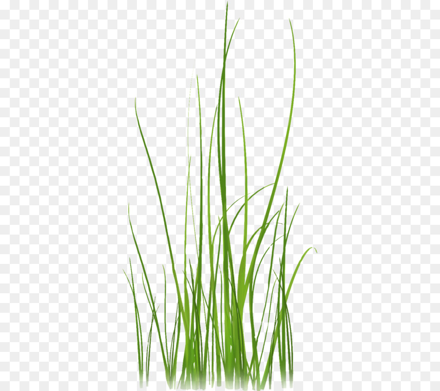трава，сжатие без потерь PNG