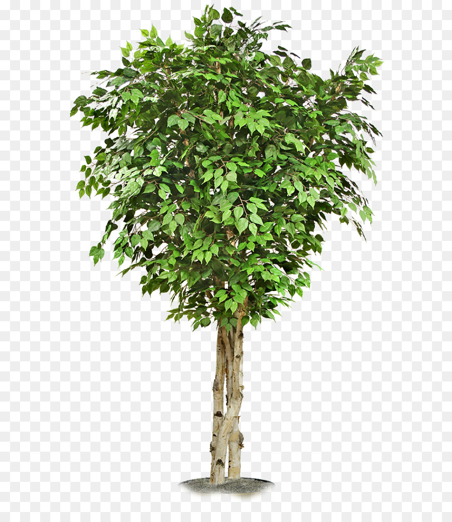 дерево，Acer Campestre PNG