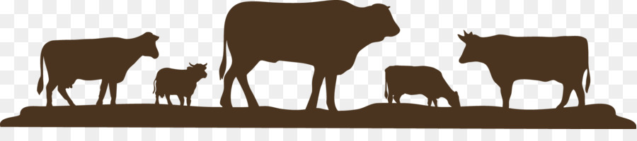 шароле крупного рогатого скота，крупный рогатый скот PNG