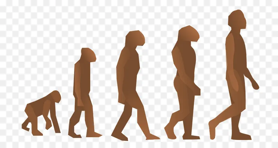 человеческой эволюции，хомо сапиенс PNG