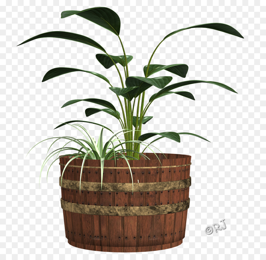 Arecaceae，горшок PNG