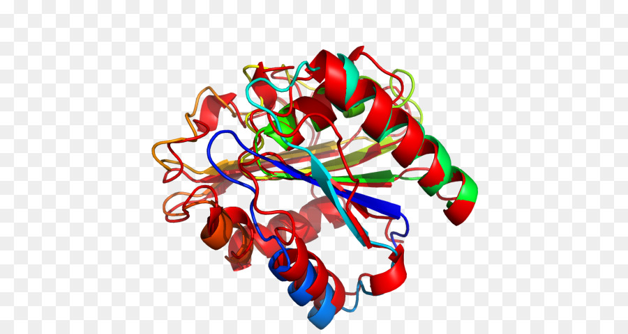 структура белка，молекула PNG